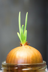 Green onion sprout