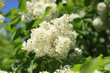 Цветущая сирень, насыщенная зелень, кусочек голубого неба, что может быть прекрасней?