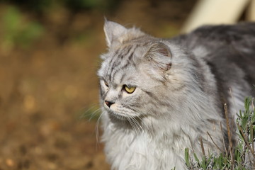 Naklejka na ściany i meble Persian cat playing in garden on grass