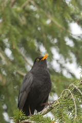 Blackbird (turdus merula) singig on a spruce branch