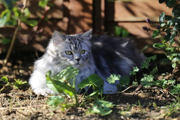 Persian cat playing in garden on grass
