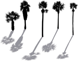 five black palm tree silhouettes isolated on white