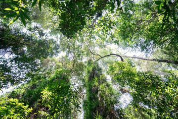 Naklejka premium Dschungel Blätterdach
