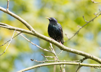 starling bird perched on a tree branch during spring