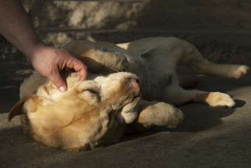 Obraz premium Men's hand caresses Labrador who enjoys