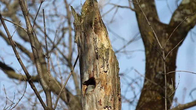 moineau domestique