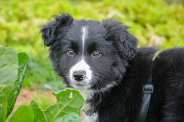 Chiot, petit chien de berger de race border collie dans un potager