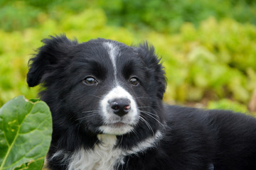 Chiot, petit chien de berger de race border collie dans un potager
