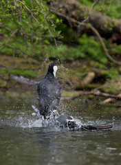 Eurasian Coot, Coot, Fulica atra - spring flight. 