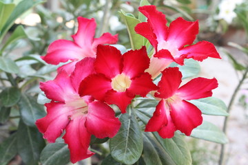 Desert roses or impala lily