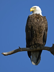 Bald Eagle on Branch