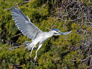 Black-crowned Night Heron in Flight