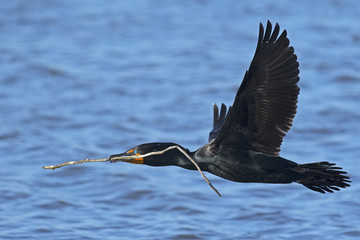 Double-crested Cormorant in Flight with Stick