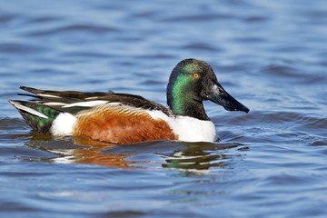 Male Northern Shoveler Duck