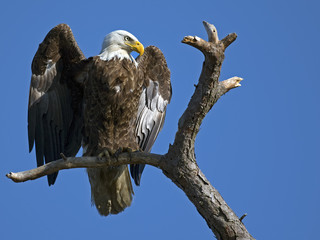 Bald Eagle Displaying Wings