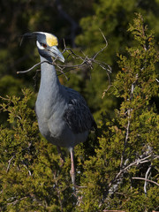 Yellow-crowned Night Heron