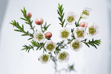 flowering branches with wax flowers (Chamaelaucium uncinatum)