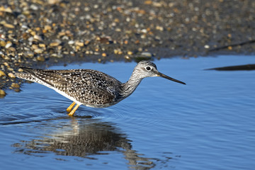 Greater Yellowlegs walking in marsh