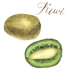 Watercolor kiwi. Botanical hand-drawn isolated illustration.