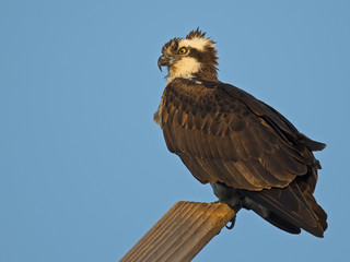 Osprey on Post