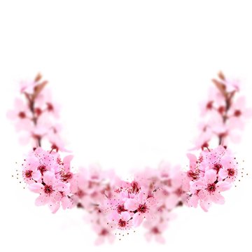 Cherry Blossoms.  Cherry  spring pink flowers.