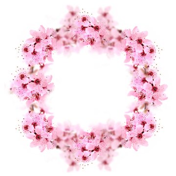 Cherry Blossoms.  Cherry  spring pink flowers. Cherry branch as wreath. 