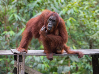 Orangutan sitting and itches on a wooden platform in the background of green leaves