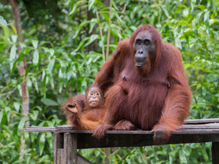 Baby orangutan plays with her mom on a wooden platform