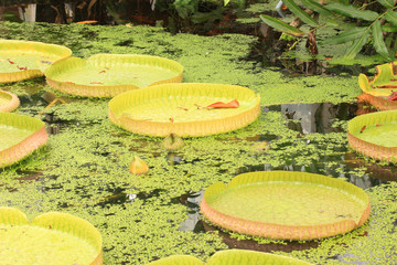 Giant water lily pads 