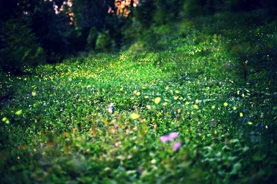 firflies in underbrush