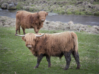 Highland Cattle:  A pair of Scottish Highland calves in near a stream in the Hudson Valley of New York