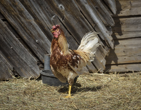 Multi-Colored Rooster: A farm mix-breed Rooster of brown, red, and white coloring