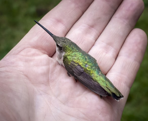 Sleeping Hummingbird in Open Hand: A Hummingbird sleepy from torpor in an open hand - 108454420
