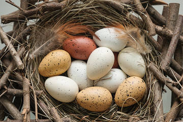 Eggs bird in the nest