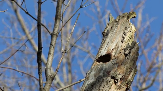 moineau domestique