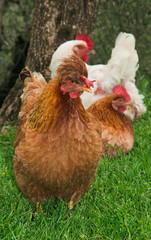 Ritratto di una gallina con il ciuffo in testa