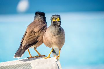 Common Myna Acridothere tristis near the pool