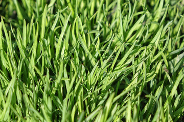 Green natural background young grass. Closeup. Spring sunny day. Young grass has grown up on the water.