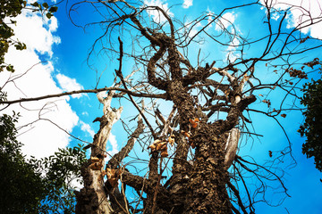 Dry landscape of the Northern Territory, outback Australia.