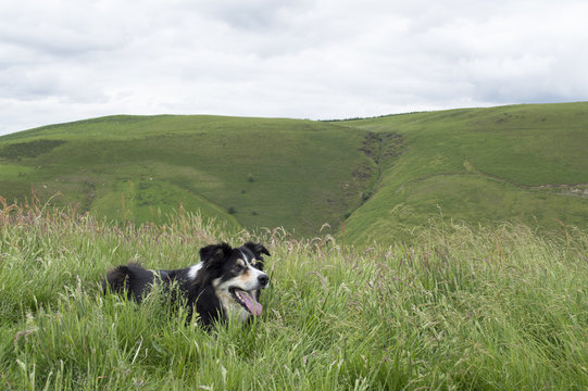 Landscape image of a black and white sheep dog resting in long grass.