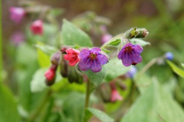 Lungenkraut, Naturheilkunde, Pulmonaria officinalis
