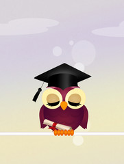 owl graduate