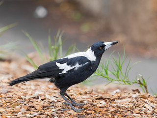 black and white Crow-whistler