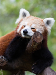 Obraz premium cute red panda on the tree