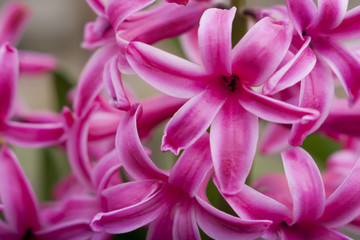 Naklejka premium hyacinth flower 1