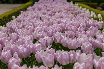 Grown tulip flowers in a garden