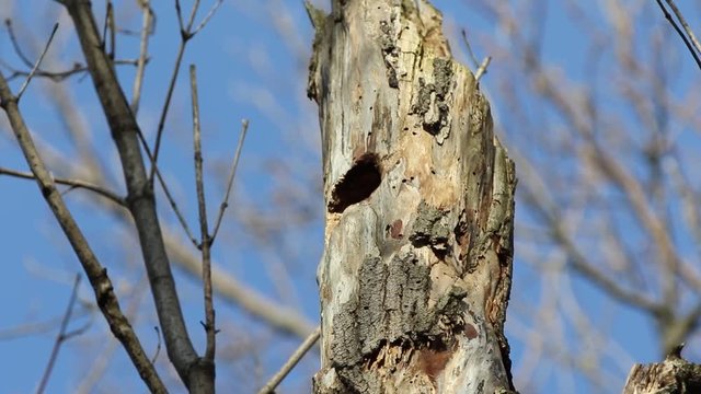 moineau domestique