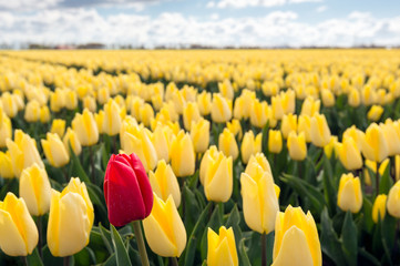 Fototapeta premium Red tulip along a field with many yellow ones