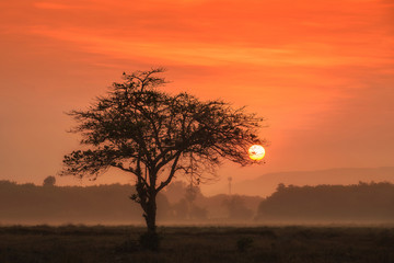 Fototapeta na wymiar Sunset through an oak tree on field