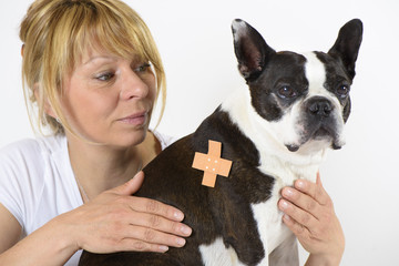 Boston Terrier beim Tierarzt in Behandlung mit Pflaster